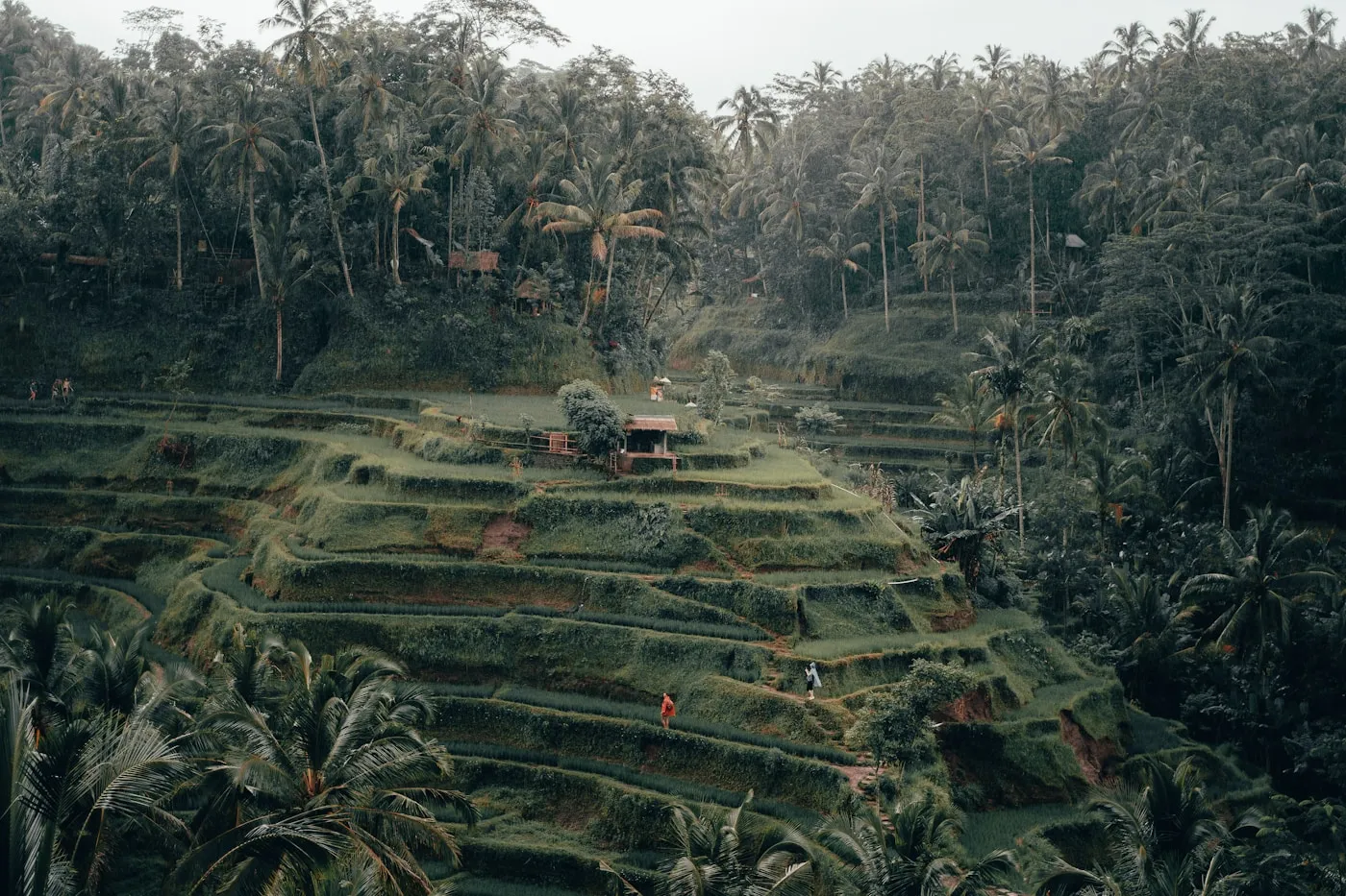 Ubud rice terraces in Bali